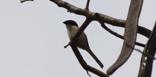Burmese Shrike (Lanius collurioides), photo 8