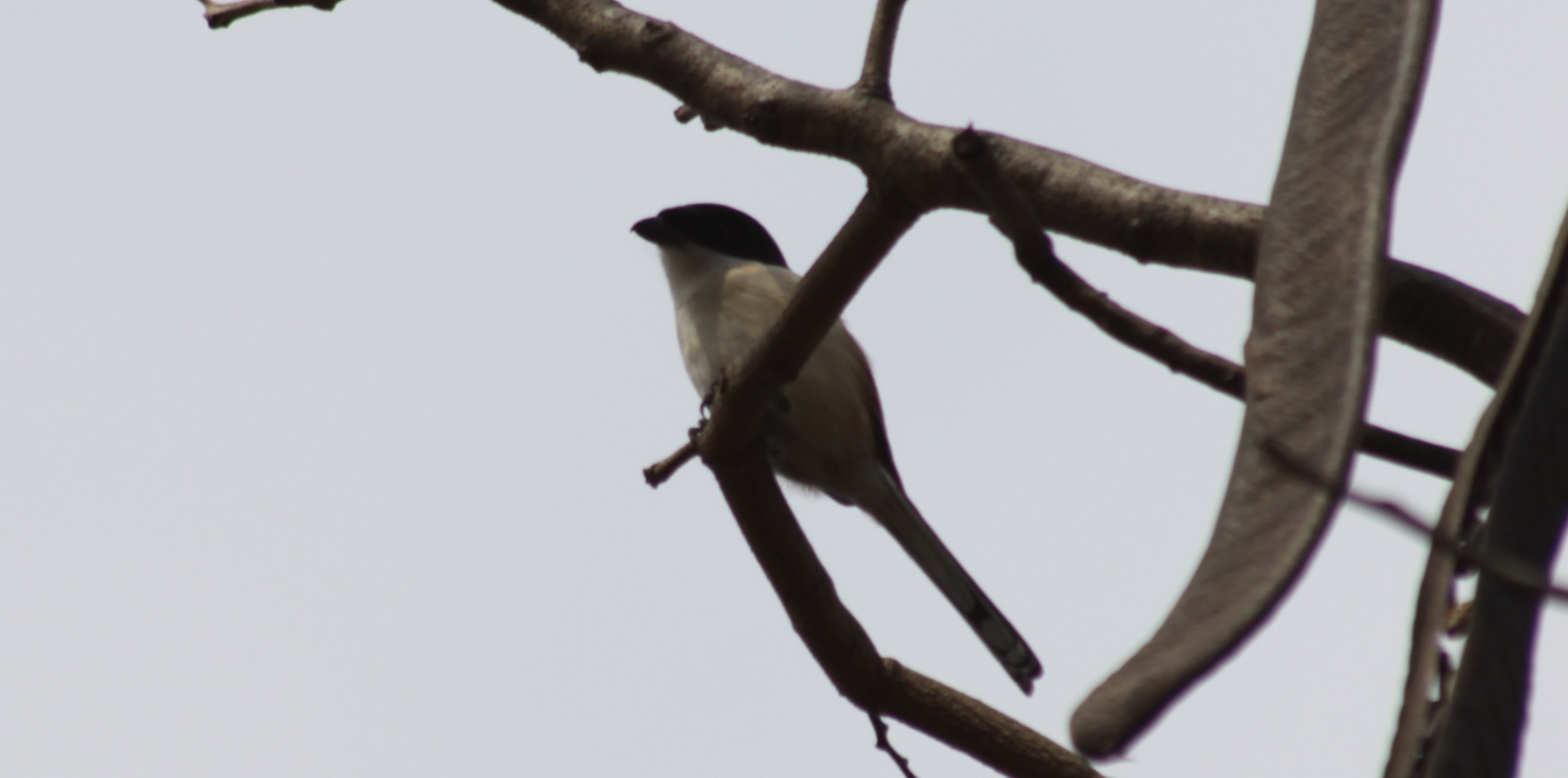 Burmese Shrike (Lanius collurioides), photo 8