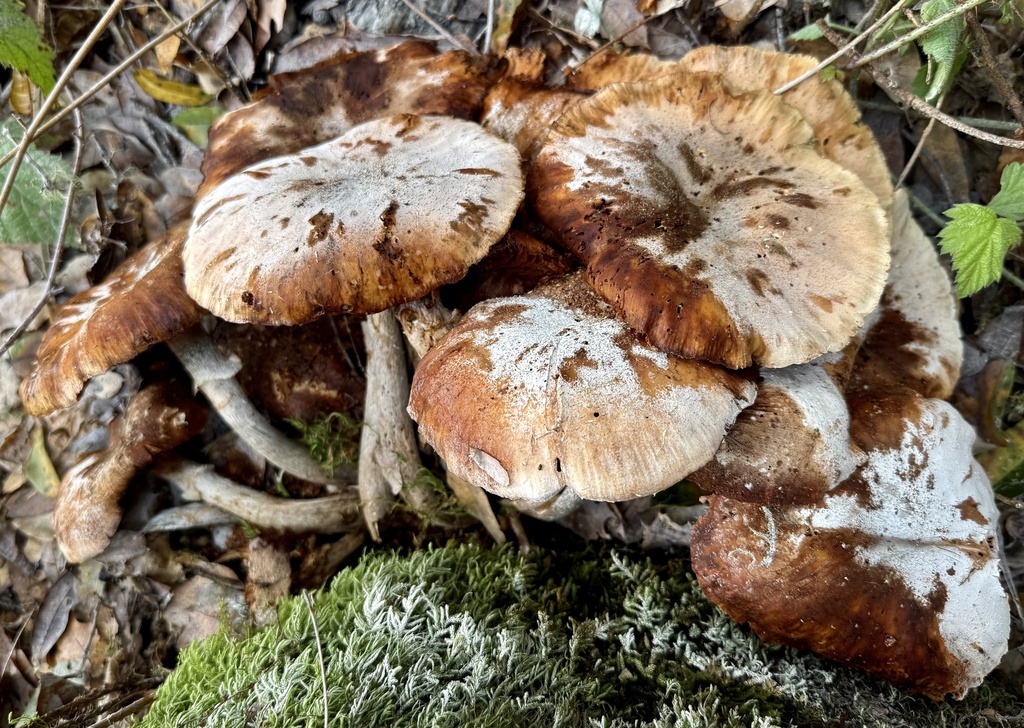 Armillaria mellea · January 2026 · photo: © hllrnnr (iNaturalist, cc0)