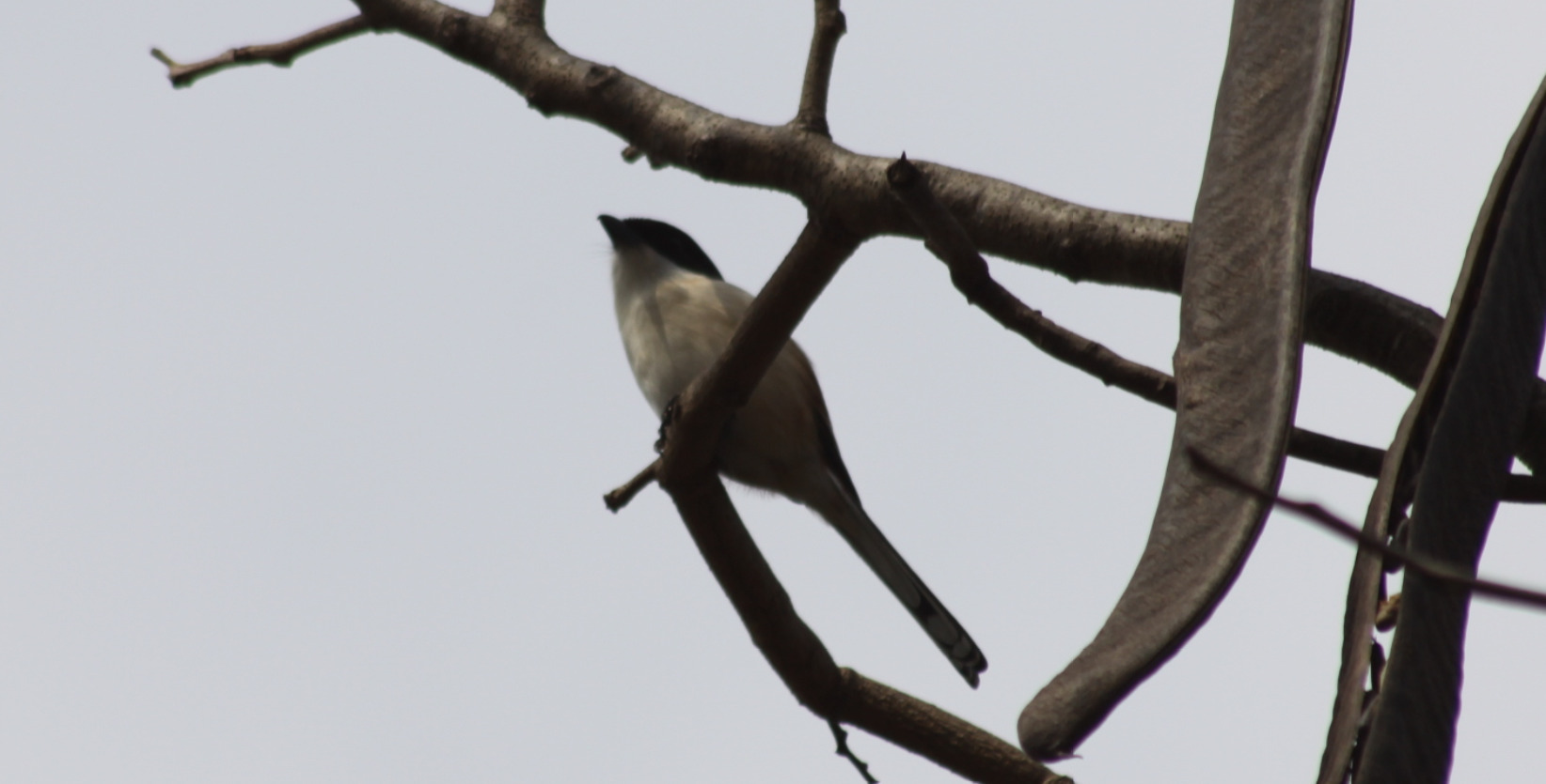 Burmese Shrike (Lanius collurioides), photo 9