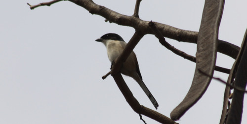 Burmese Shrike (Lanius collurioides), photo 10