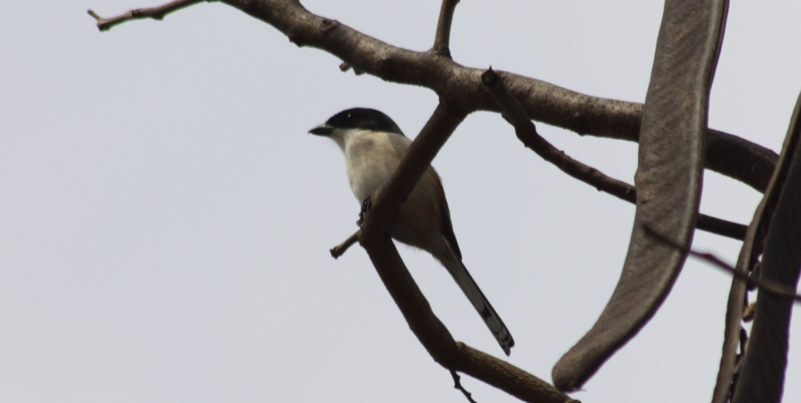 Burmese Shrike (Lanius collurioides), photo 10