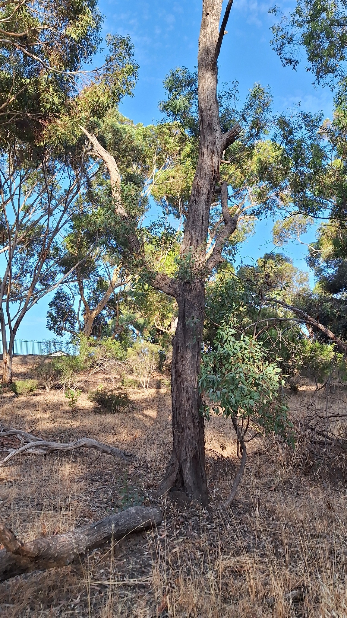 Grey Box (Eucalyptus microcarpa)
