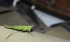 Conocephalus longipes