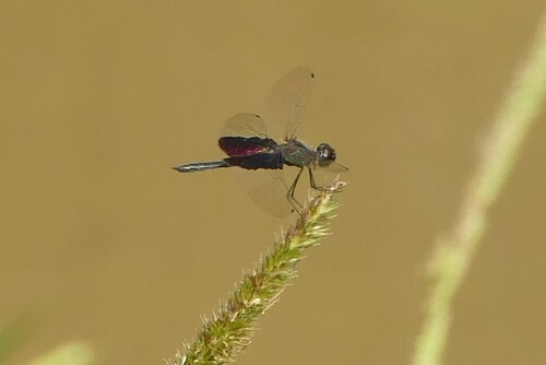 Phantom Flutterer