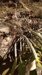 Guarianthe aurantiaca