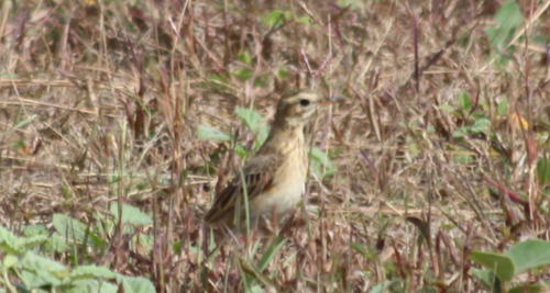 Paddyfield Pipit (Anthus rufulus), photo 2