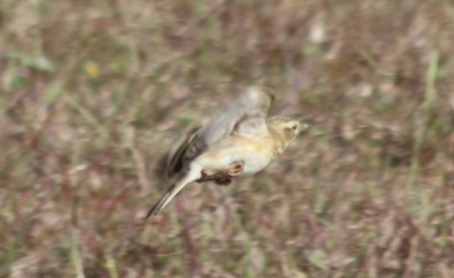 Paddyfield Pipit (Anthus rufulus), photo 3