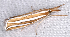 Hednota bivittella