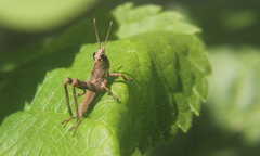 Coryacris angustipennis