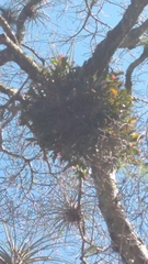 Guarianthe aurantiaca