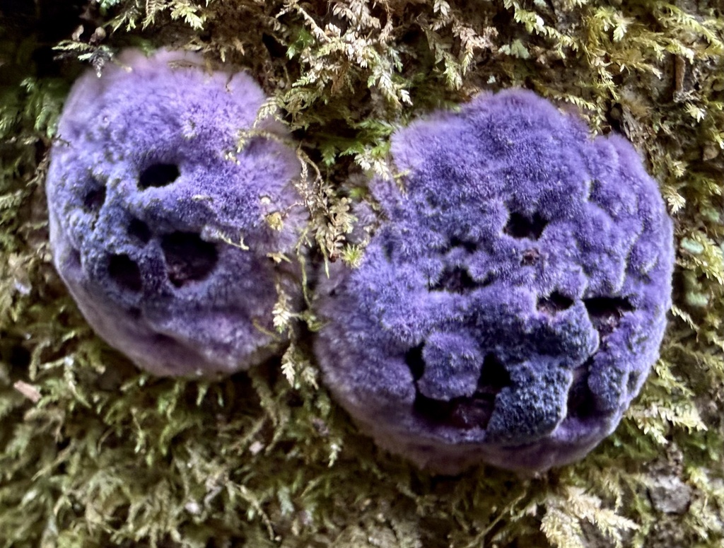 Punctularia atropurpurascens · January 2026 · photo: © hllrnnr (iNaturalist, cc0)