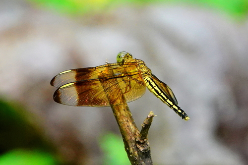 Neurothemis manadensis
