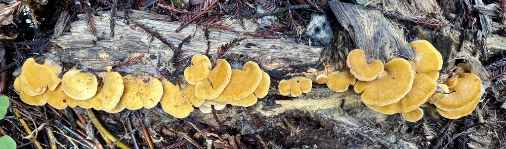 Phyllotopsis nidulans · January 2026 · photo: © hllrnnr (iNaturalist, cc0)