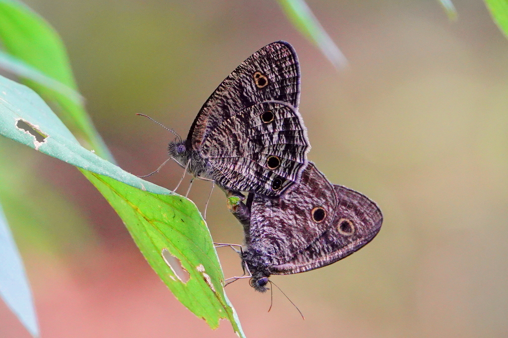 Ypthima pandocus (Ypthima pandocus)