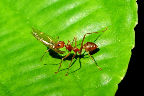 Oecophylla smaragdina