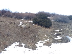 Juniperus pseudosabina