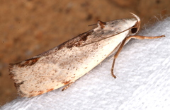 Tymbophora peltastis