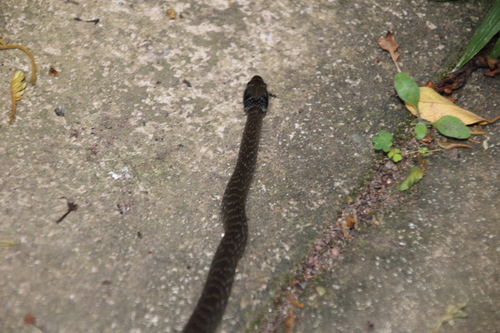 Red-lipped Snake