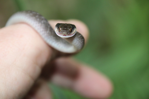 Red-lipped Snake
