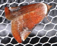 Mataeomera coccophaga