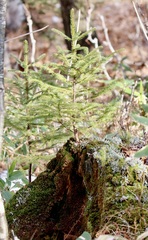 Picea glehnii