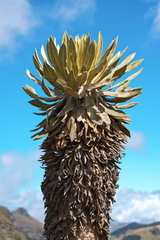 Espeletia hartwegiana