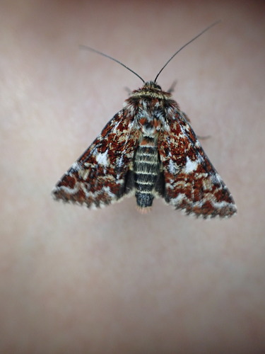 Beautiful Yellow Underwing, Havelte, Nederland, photo 10 of 10