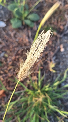 Feather Fingergrass (Chloris virgata)