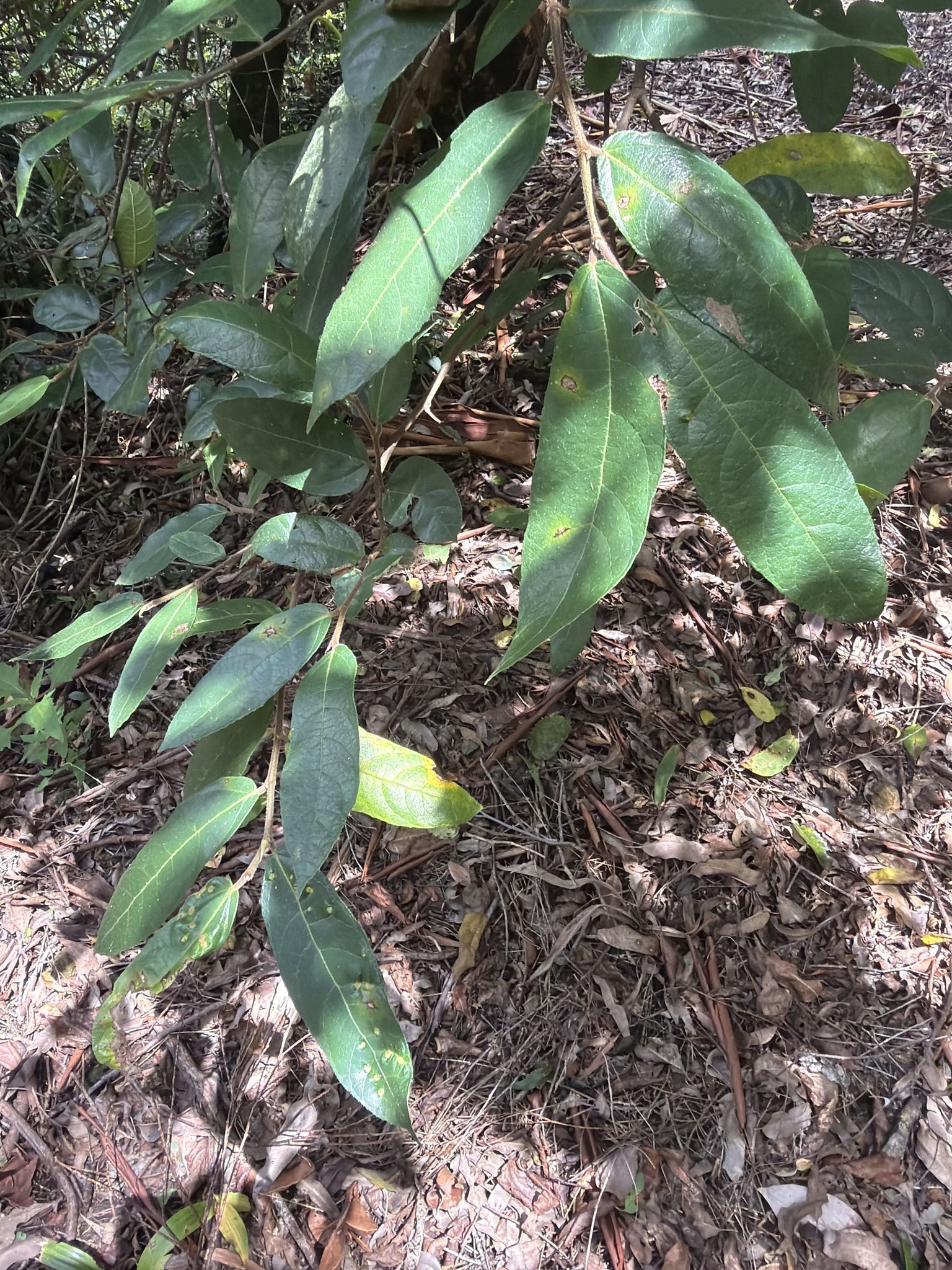 Sandpaper Fig (Ficus coronata)