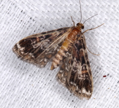 Elophila responsalis