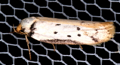 Philobota thiocrossa