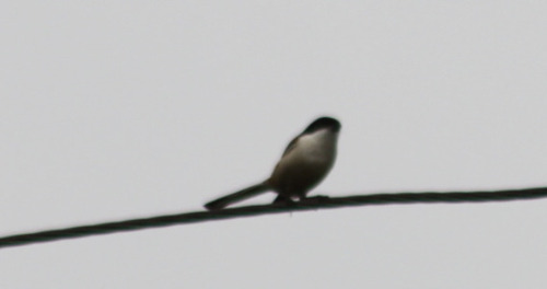 Burmese Shrike (Lanius collurioides), photo 6