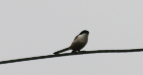 Burmese Shrike (Lanius collurioides), photo 6