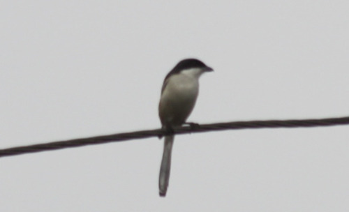 Burmese Shrike (Lanius collurioides), photo 2