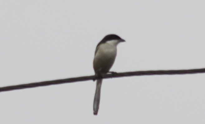 Burmese Shrike (Lanius collurioides), photo 2