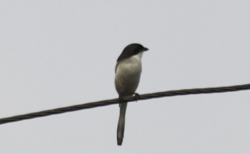 Burmese Shrike (Lanius collurioides)