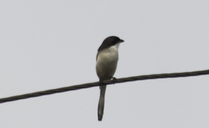 Burmese Shrike (Lanius collurioides), photo 1