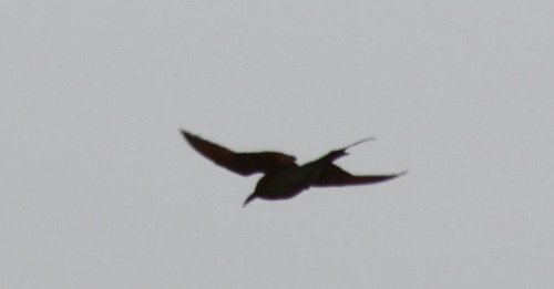 Asian Green Bee-eater (Merops orientalis), photo 8