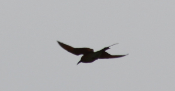 Asian Green Bee-eater (Merops orientalis), photo 10