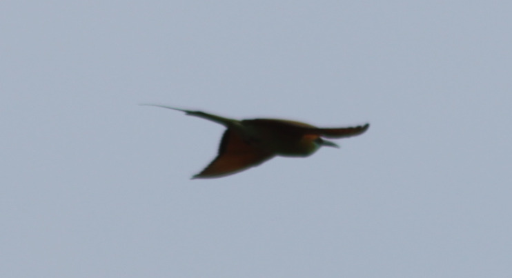 Asian Green Bee-eater (Merops orientalis), photo 9