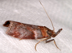 Calguia defiguralis