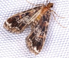 Elophila responsalis