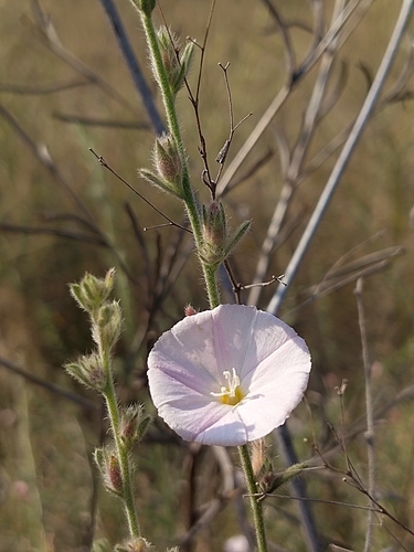 Prostrate Bindweed