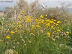 Aaronsohnia factorovskyi