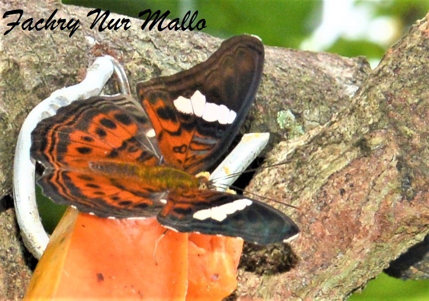 Lamasia lyncides (Lamasia lyncides)