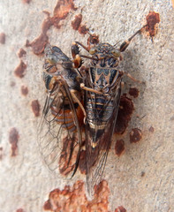 Pauropsalta