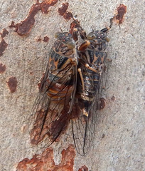 Pauropsalta
