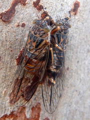 Pauropsalta
