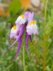 Linaria haelava